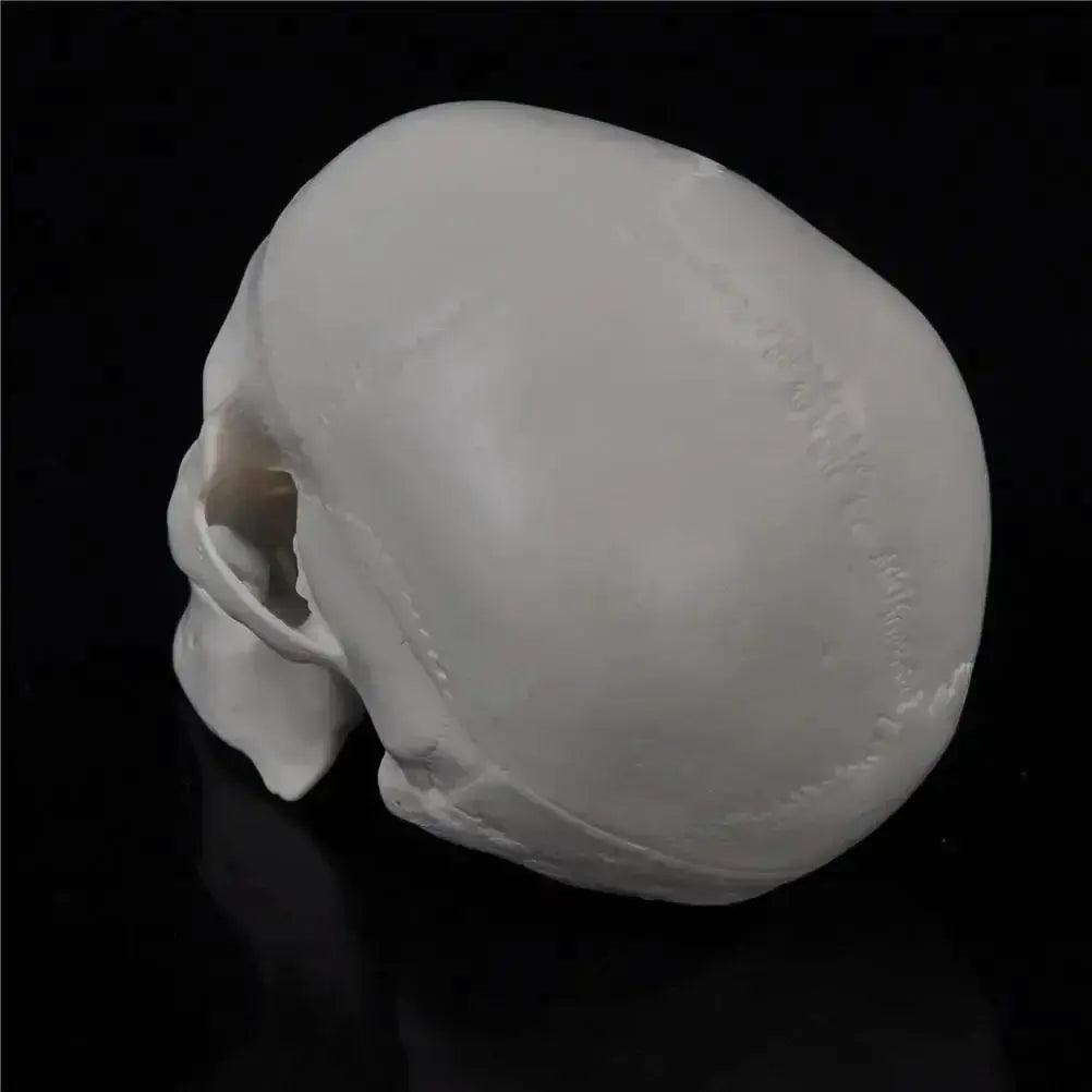  Skull Anatomy Model Compact Portable For Teaching -  ToylandEU™