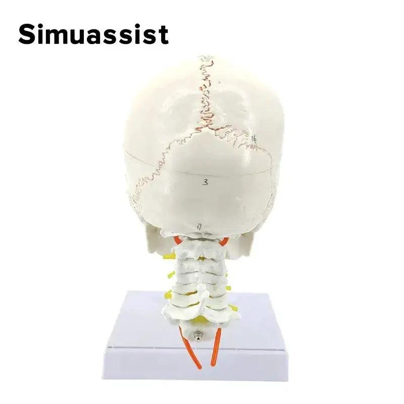  Skull Model Cervical Spine Digital Coding -  ToylandEU™