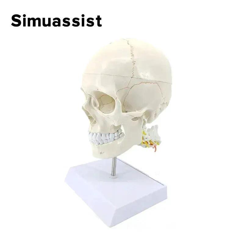  Skull Model Cervical Spine Digital Coding -  ToylandEU™