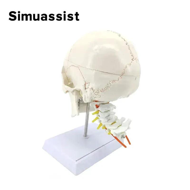  Skull Model Cervical Spine Digital Coding -  ToylandEU™