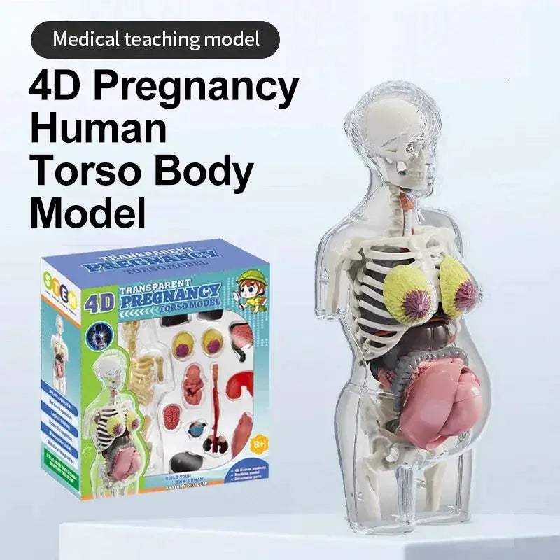 Transparent 4D Anatomical Model Of Human Body For Medical Education - ToylandEU