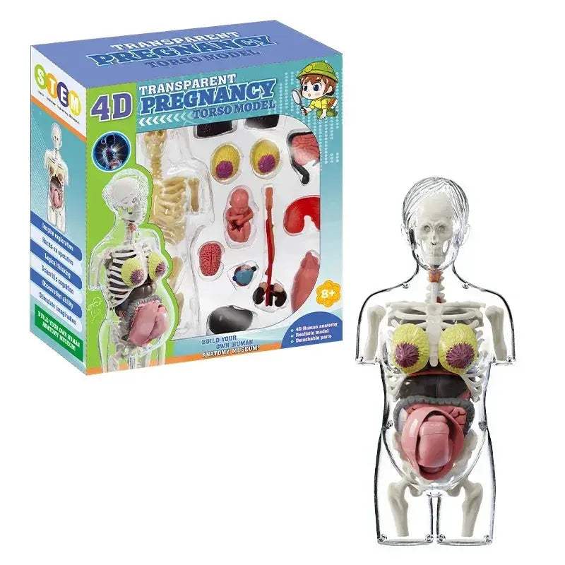 Transparent 4D Anatomical Model Of Human Body For Medical Education - ToylandEU