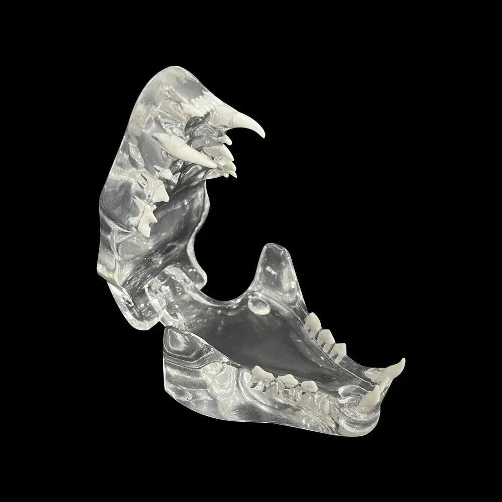  Transparent Dog and Cat Teeth Anatomy Model Vet Ed -  ToylandEU™