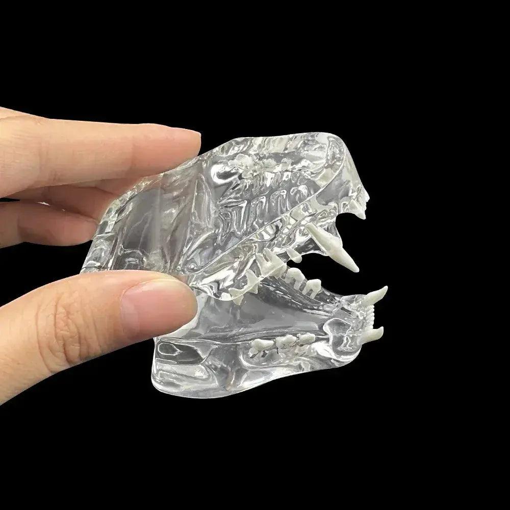 Transparent Dog and Cat Teeth Anatomy Model Vet Ed -  ToylandEU™