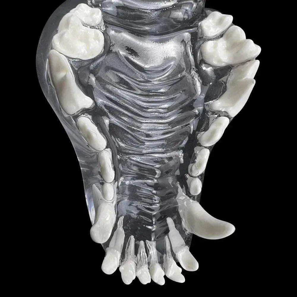  Transparent Dog and Cat Teeth Anatomy Model Vet Ed -  ToylandEU™