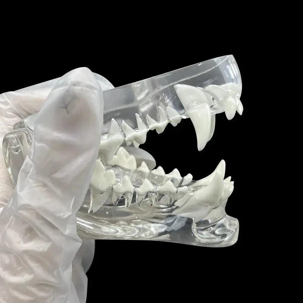  Transparent Dog and Cat Teeth Anatomy Model Vet Ed -  ToylandEU™