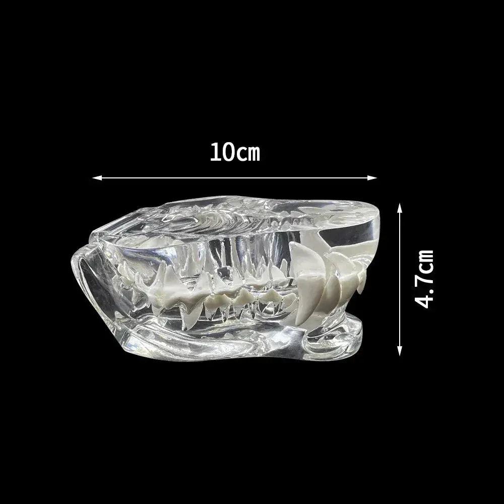  Transparent Dog and Cat Teeth Anatomy Model Vet Ed -  ToylandEU™