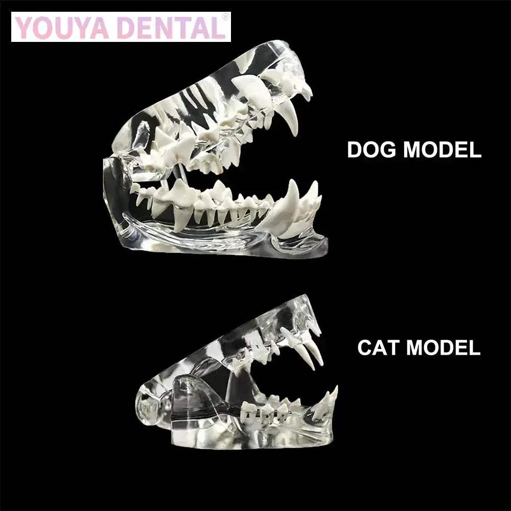 Transparent Dog and Cat Teeth Anatomy Model for Veterinary Education - ToylandEU