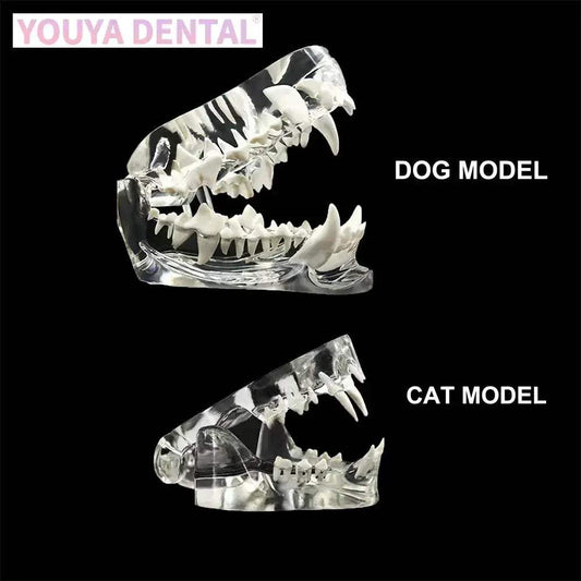 Transparent Dog and Cat Teeth Anatomy Model Vet Ed -  ToylandEU™