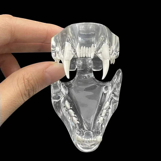  Transparent Dog and Cat Teeth Anatomy Model Vet Ed -  ToylandEU™