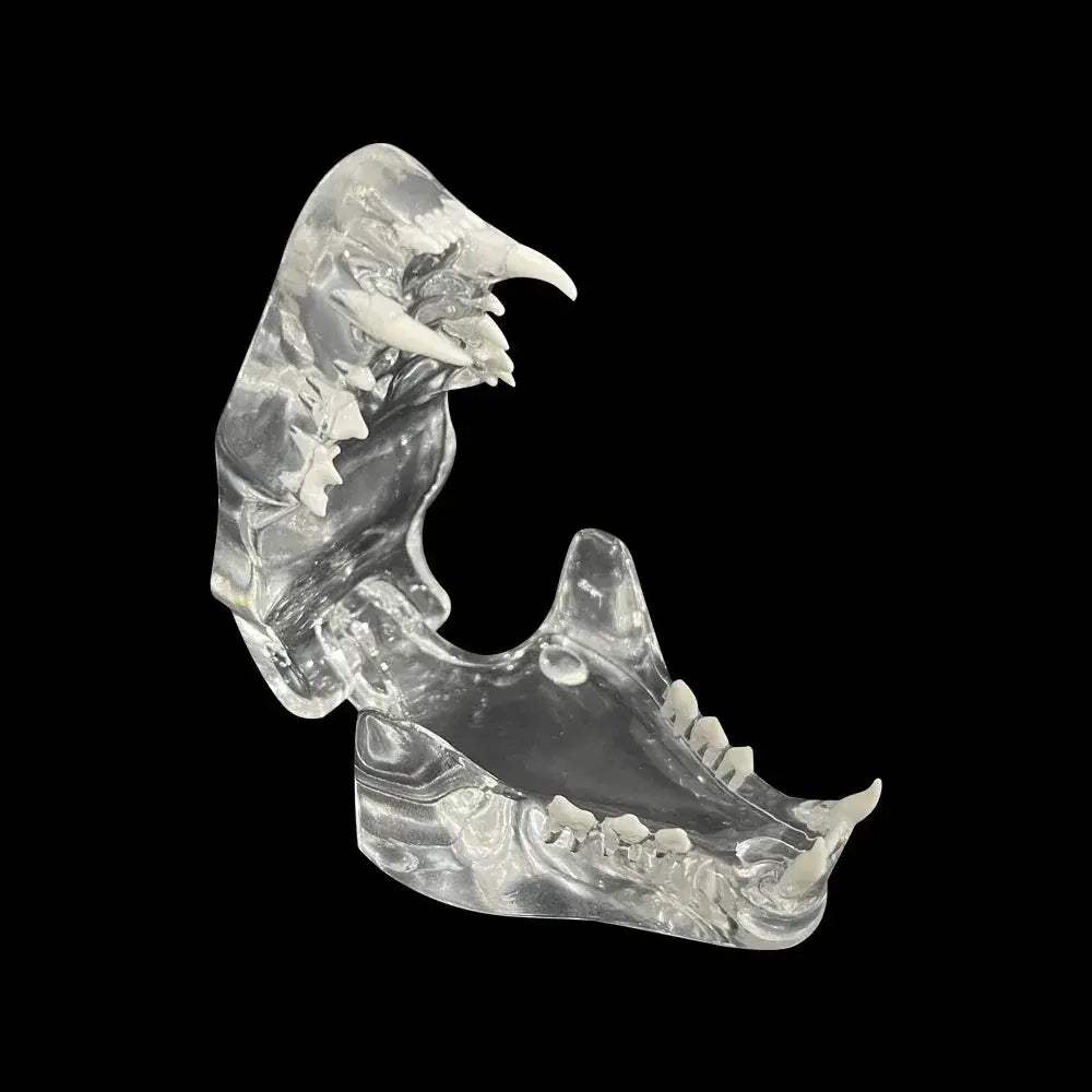 Transparent Dog and Cat Teeth Anatomy Model for Veterinary Education - ToylandEU
