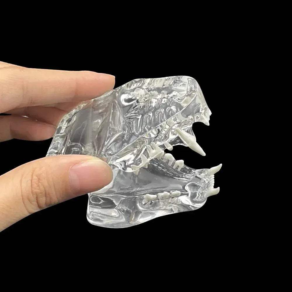 Transparent Dog and Cat Teeth Anatomy Model for Veterinary Education - ToylandEU