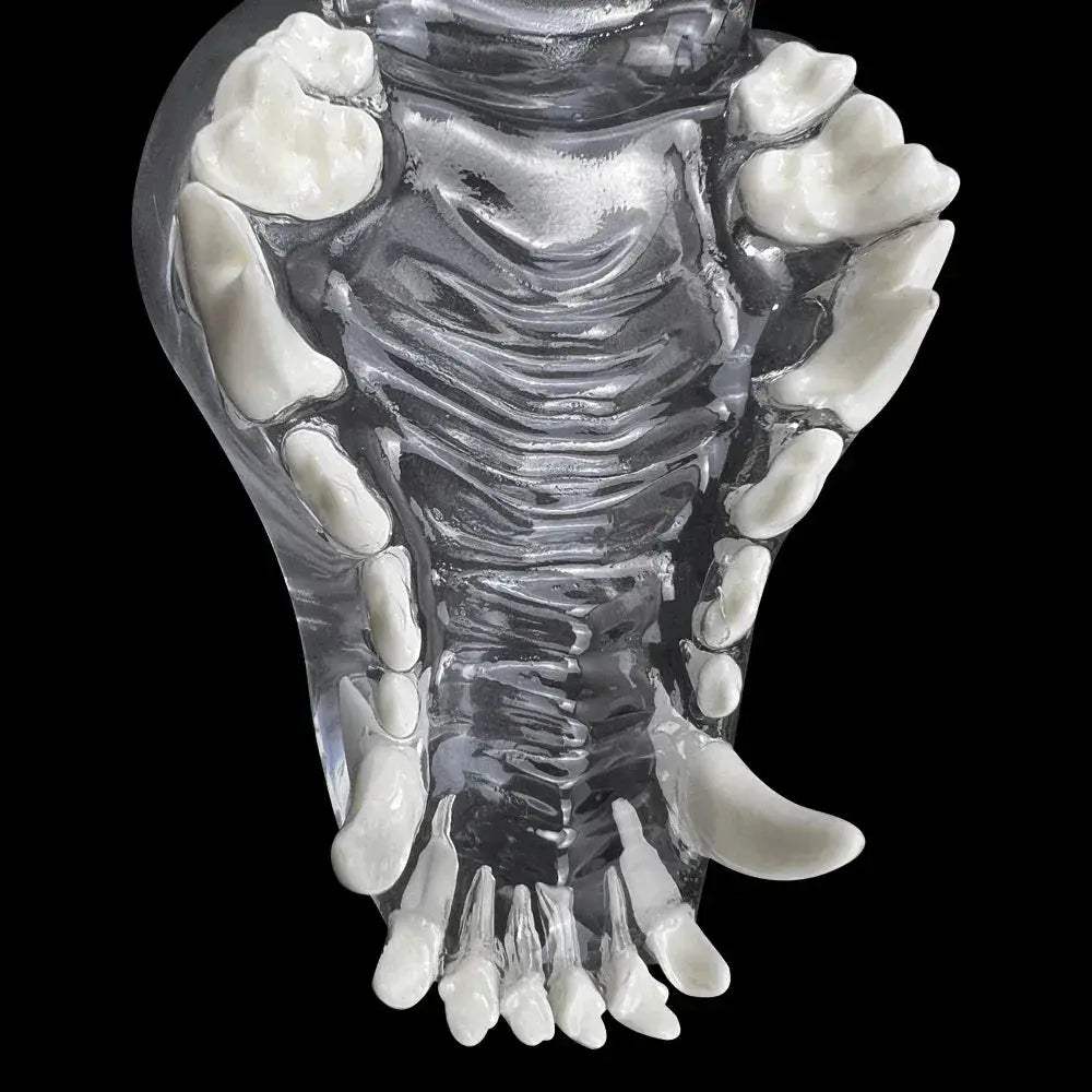 Transparent Dog and Cat Teeth Anatomy Model for Veterinary Education - ToylandEU