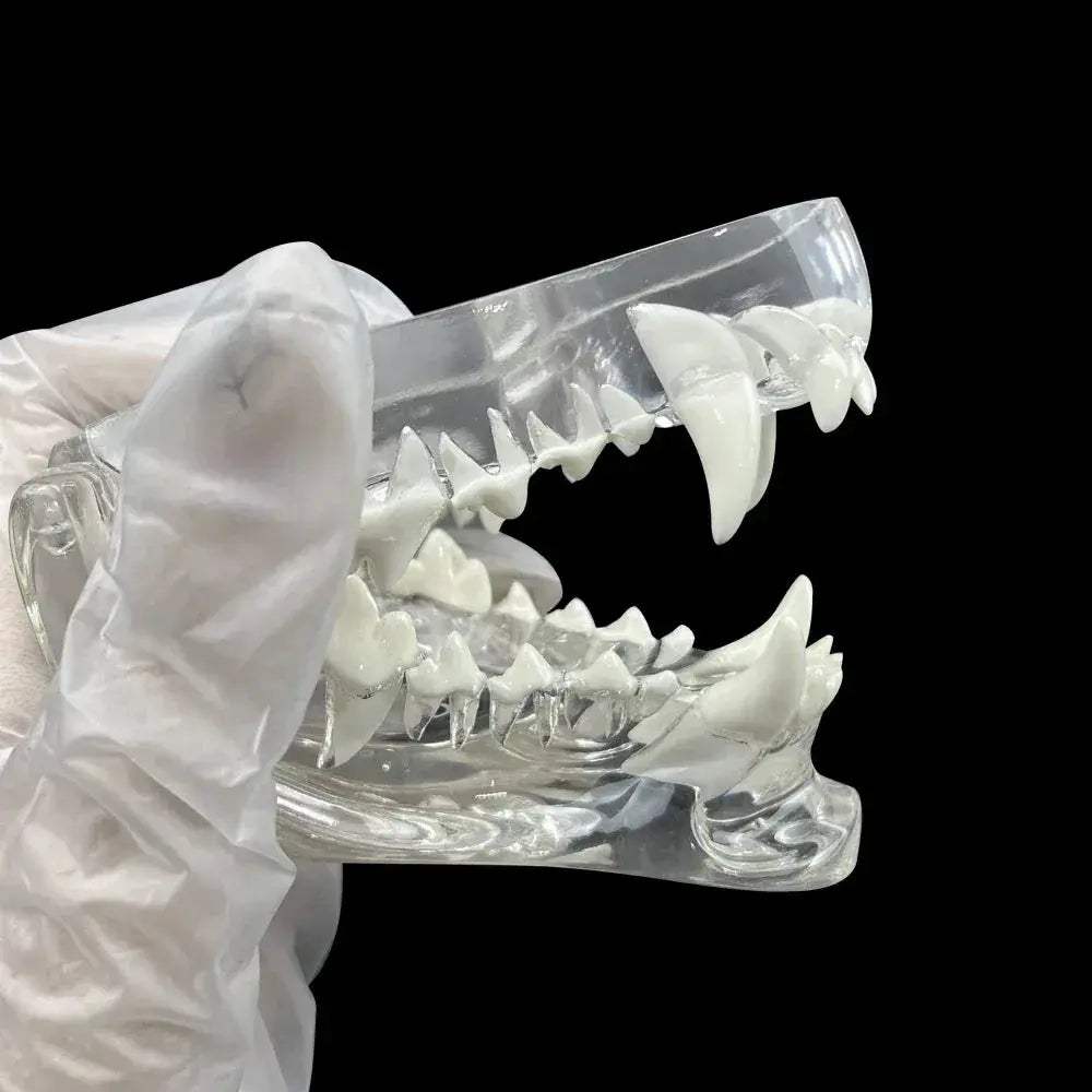 Transparent Dog and Cat Teeth Anatomy Model for Veterinary Education - ToylandEU