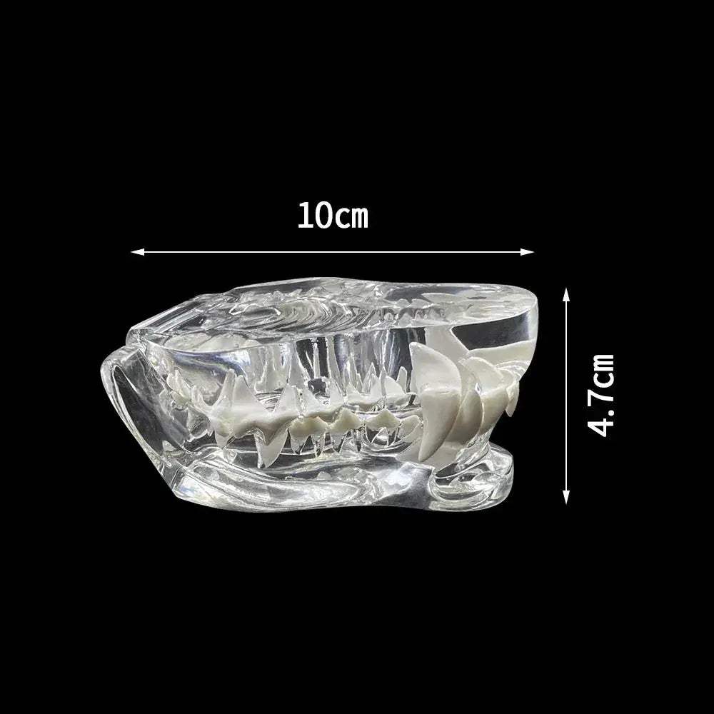 Transparent Dog and Cat Teeth Anatomy Model for Veterinary Education - ToylandEU