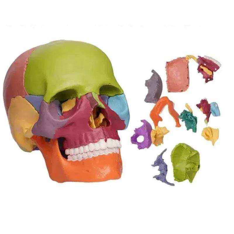 Two Detachable 15 Color Mini Simulated Skull Heads For Education - ToylandEU