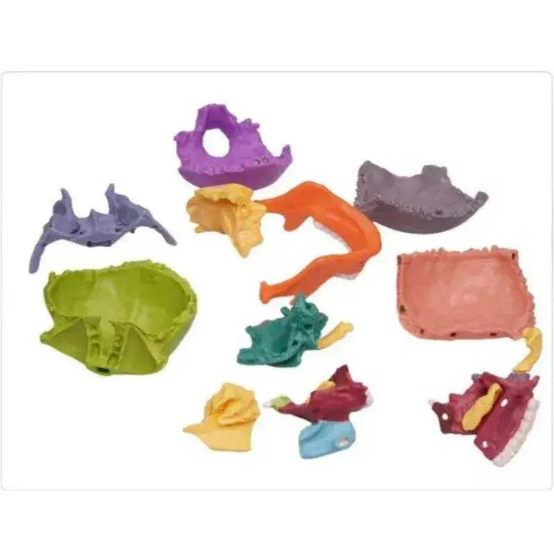 Two Detachable 15 Color Mini Simulated Skull Heads For Education - ToylandEU