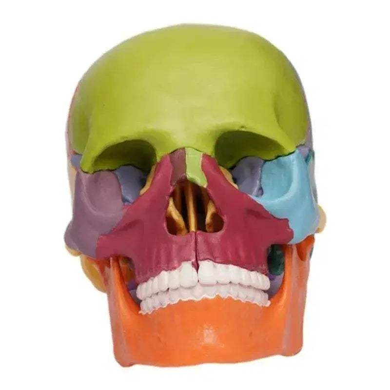 Two Detachable 15 Color Mini Simulated Skull Heads For Education - ToylandEU