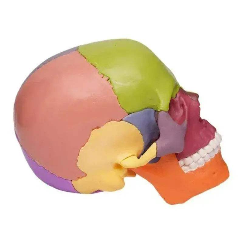 Two Detachable 15 Color Mini Simulated Skull Heads For Education - ToylandEU