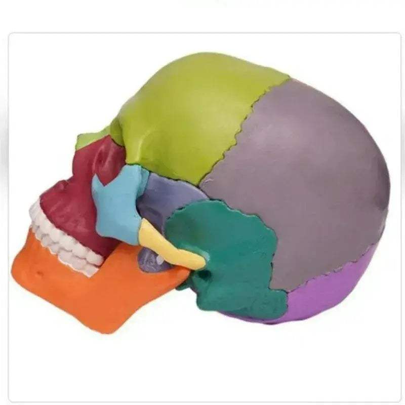 Two Detachable 15 Color Mini Simulated Skull Heads For Education - ToylandEU