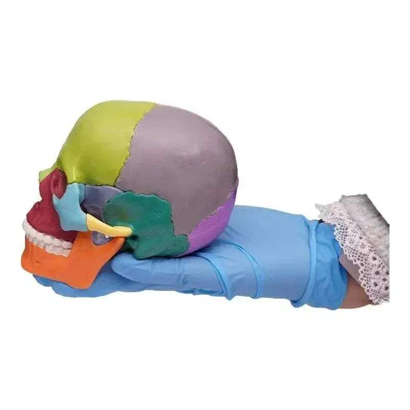 Two Detachable 15 Color Mini Simulated Skull Heads For Education - ToylandEU