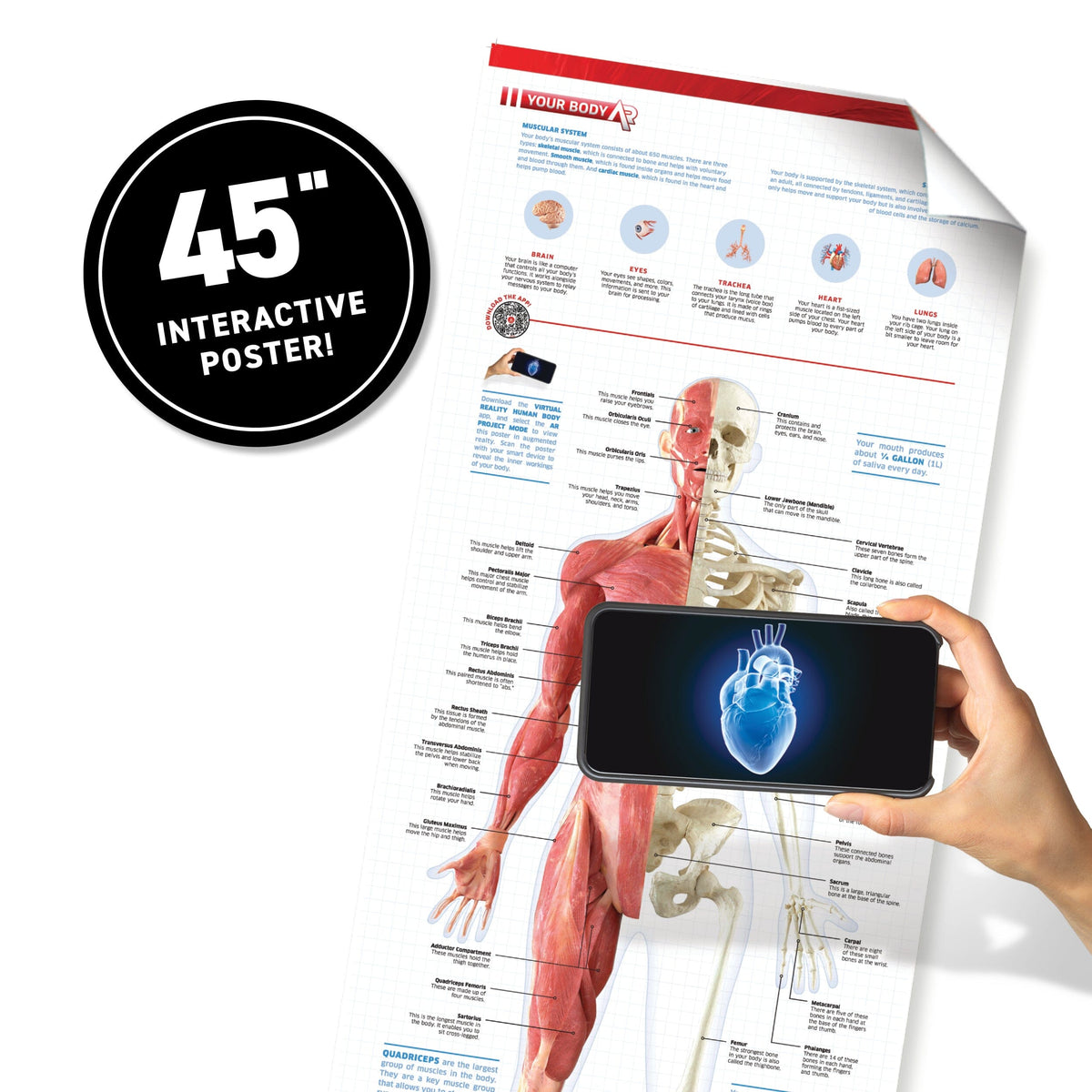 VR Human Anatomy Kit for Kids | 20 VR Experiences | Toylandeu™