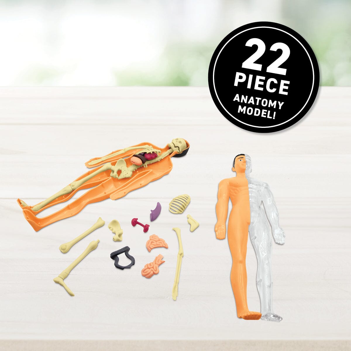 VR Human Anatomy Kit for Kids | 20 VR Experiences | Toylandeu™
