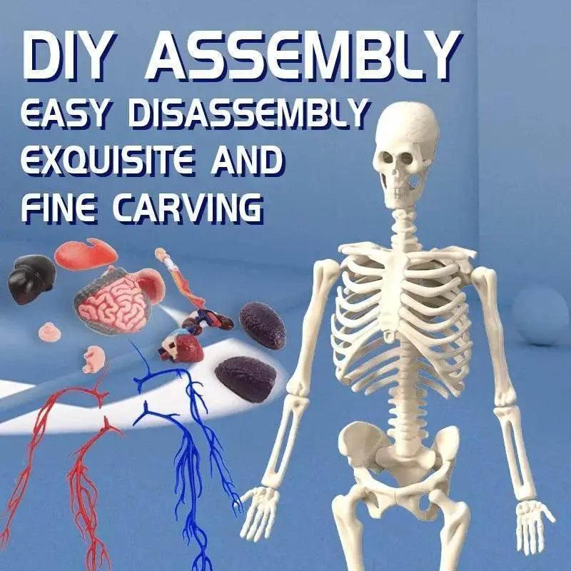  Vibrant Anatomy Model 3D Noctilucent Glow Toyland EU -  ToylandEU™