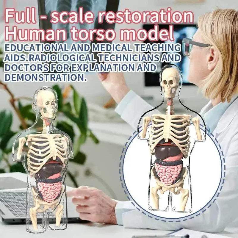  Vibrant Anatomy Model 3D Noctilucent Glow Toyland EU -  ToylandEU™