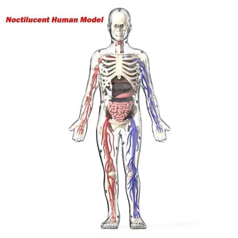  Vibrant Anatomy Model 3D Noctilucent Glow Toyland EU -  ToylandEU™