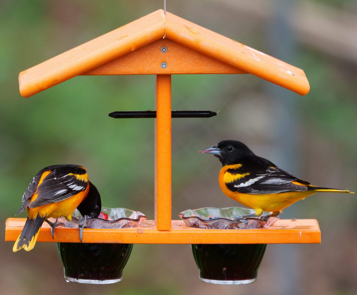 Oriole Bird Feeder | Double Cup | Recycled Poly | With Mounting Pegs