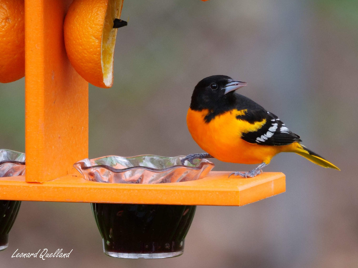 Oriole Bird Feeder | Double Cup | Recycled Poly | With Mounting Pegs