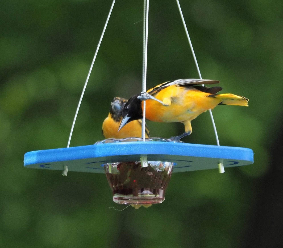 Oriole Bird Feeder | Porch Jelly Cup | Poly Lumber
